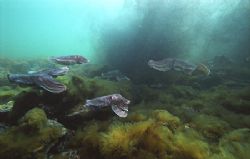 Cuttlefish breeding grounds Whyalla, South Australia - la... by Ron Hardman 